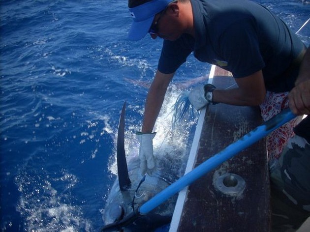 12/08 blue marlin Cavalier & Blue Marlin Sport Fishing Gran Canaria