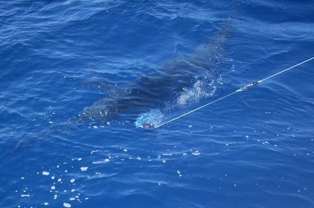 2 BLÅ MARLINER SLÄPPT I dag fanns det 2 blå marlin Cavalier & Blue Marlin Sport Fishing Gran Canaria