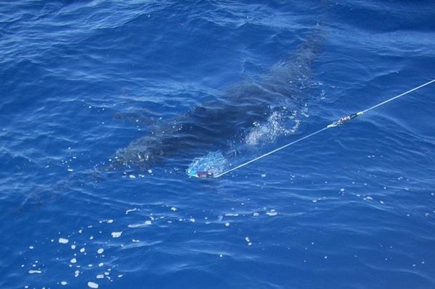  - Cavalier & Blue Marlin Sport Fishing Gran Canaria