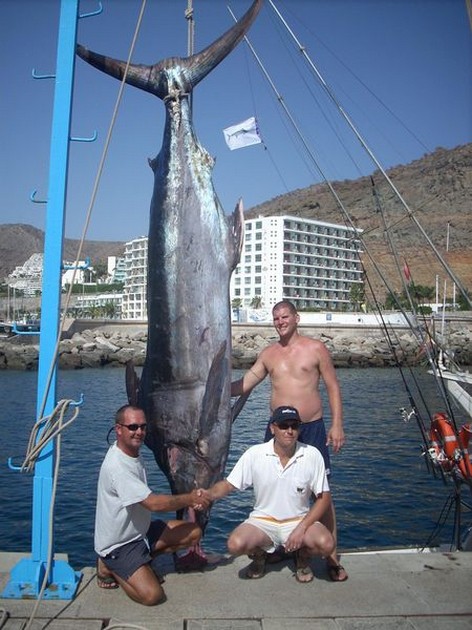 blue marlin Cavalier & Blue Marlin Sport Fishing Gran Canaria