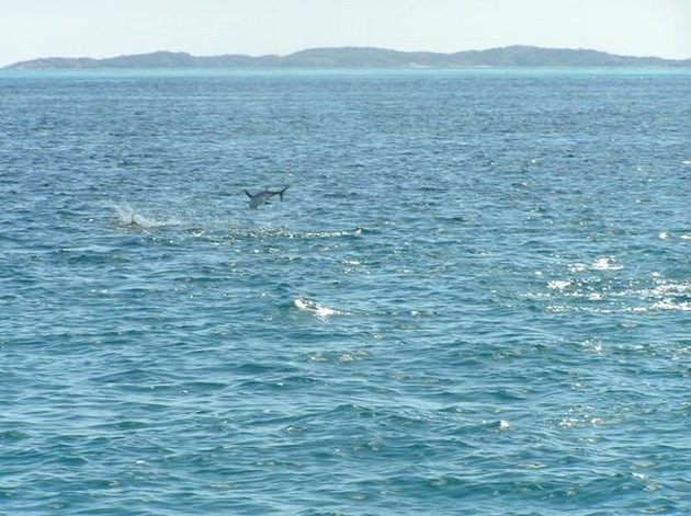  - Cavalier & Blue Marlin Sport Fishing Gran Canaria