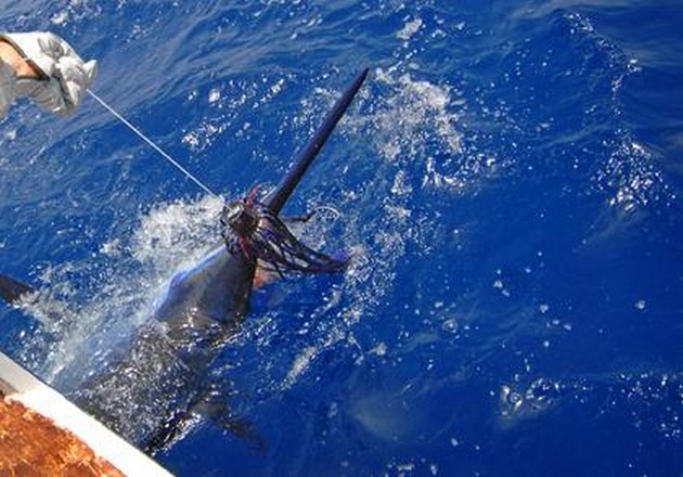 8 CONTACTEN MET BLAUWE MARLIJN<br><br>Ook vandaag weer volop - Cavalier & Blue Marlin Sport Fishing Gran Canaria