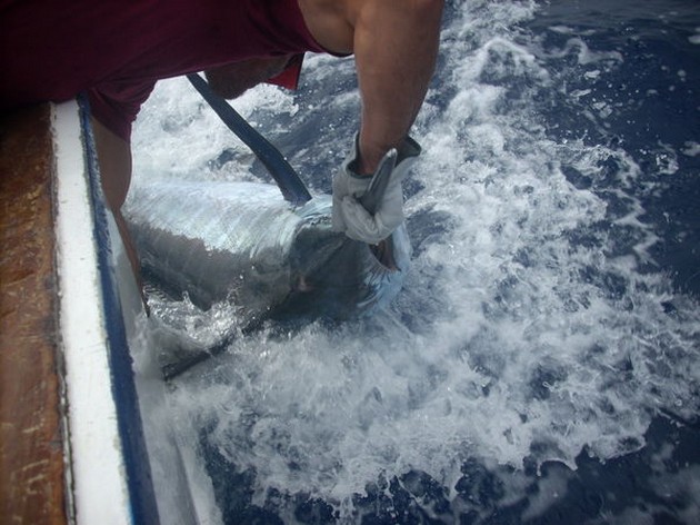 20/08 blue marlin Cavalier & Blue Marlin Sport Fishing Gran Canaria