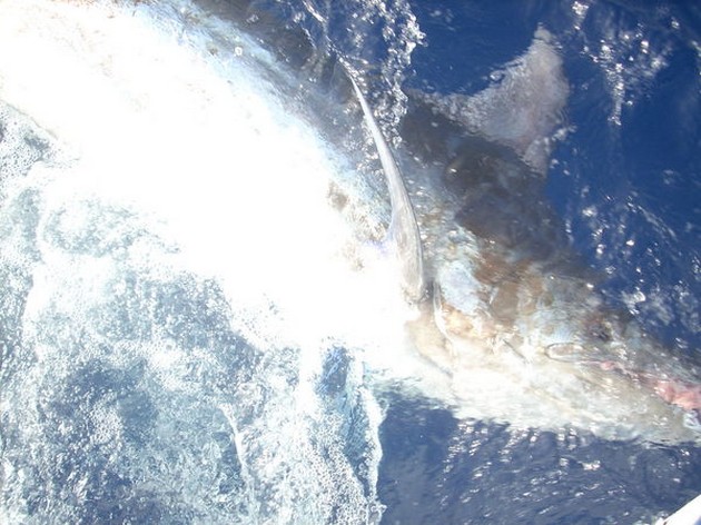 CAVALIER TAGGED NR 22<br><br>Today the crew of the Cavalier - Cavalier & Blue Marlin Sport Fishing Gran Canaria
