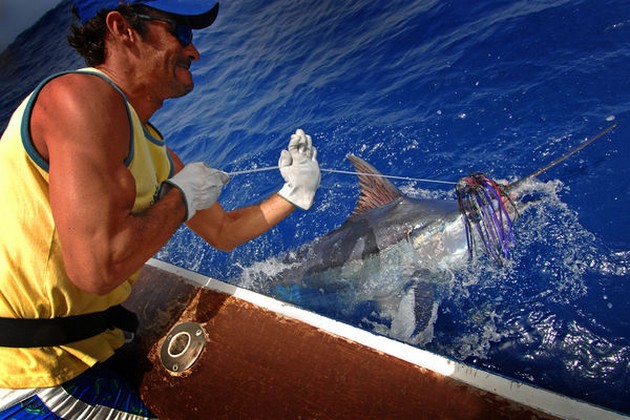 21/08 blue marlin Cavalier & Blue Marlin Sport Fishing Gran Canaria