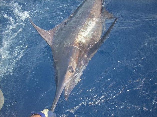 23/08 blue marlin Cavalier & Blue Marlin Sport Fishing Gran Canaria
