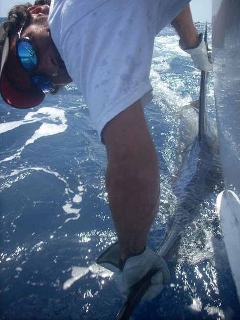27/08 blue marlin Cavalier & Blue Marlin Sport Fishing Gran Canaria