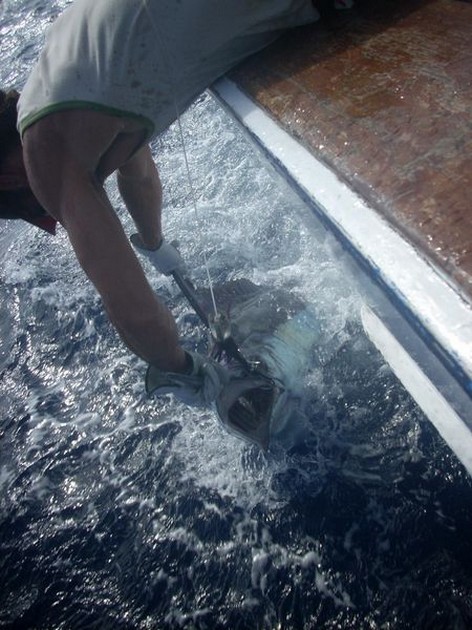 28/08 blue marlin Cavalier & Blue Marlin Sport Fishing Gran Canaria