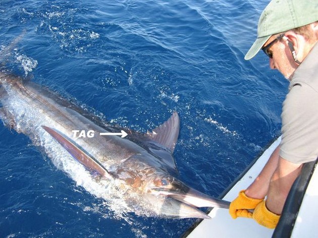09/09 blue marlin Cavalier & Blue Marlin Sport Fishing Gran Canaria