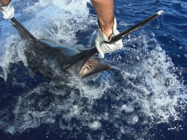11/09 blue marlin Cavalier & Blue Marlin Sport Fishing Gran Canaria
