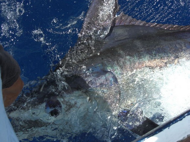 15/09 blue marlin Cavalier & Blue Marlin Sport Fishing Gran Canaria