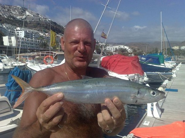 WER KANN HELFEN? Die letzten zwei Tage haben wir hier gefangen - Cavalier & Blue Marlin Sport Fishing Gran Canaria