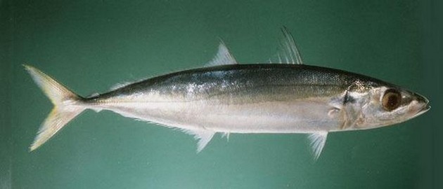  - Cavalier & Blue Marlin Sport Fishing Gran Canaria