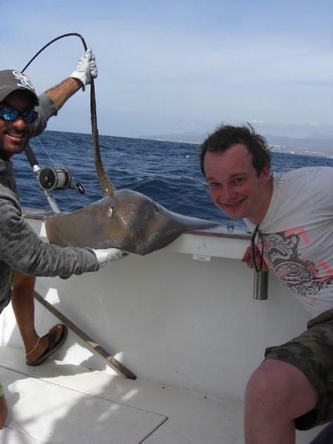 roughtail stingray Cavalier & Blue Marlin Sport Fishing Gran Canaria
