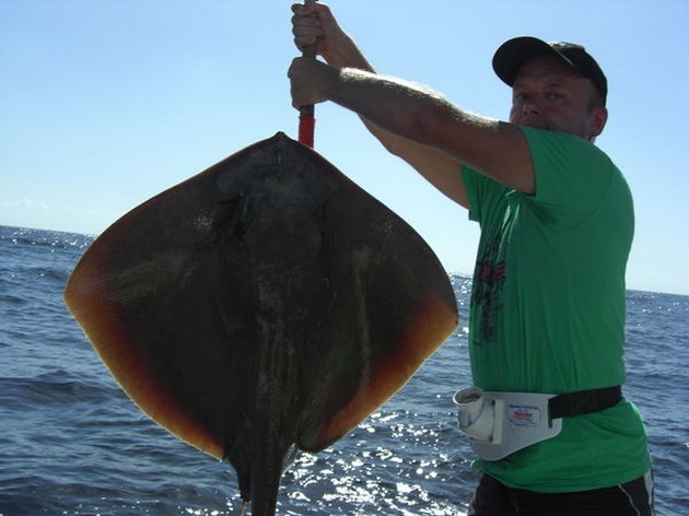 common stingray Cavalier & Blue Marlin Sport Fishing Gran Canaria