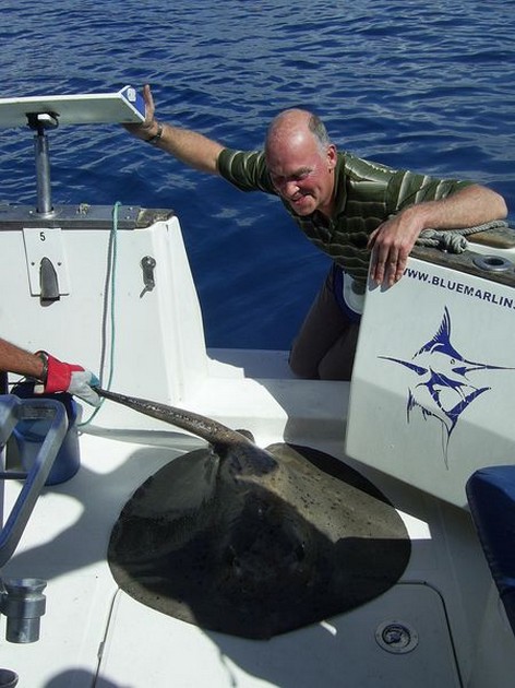 round stingray Cavalier & Blue Marlin Sport Fishing Gran Canaria