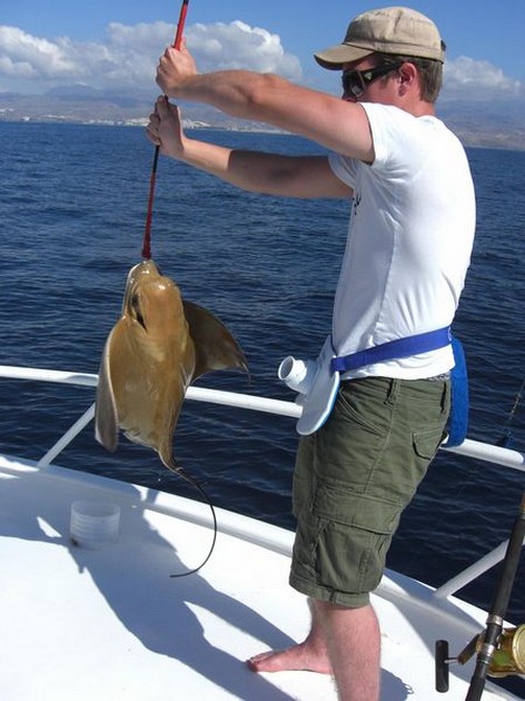 eagle ray Cavalier & Blue Marlin Sport Fishing Gran Canaria