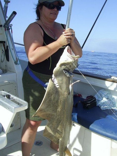 angel shark Cavalier & Blue Marlin Sport Fishing Gran Canaria