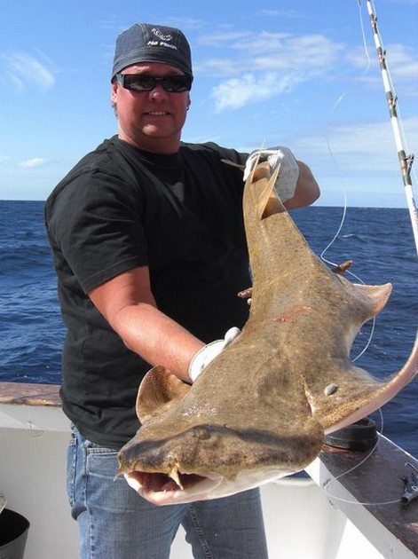 angel shark Cavalier & Blue Marlin Sport Fishing Gran Canaria