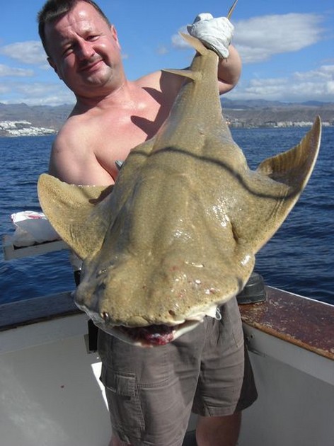 angel shark Cavalier & Blue Marlin Sport Fishing Gran Canaria