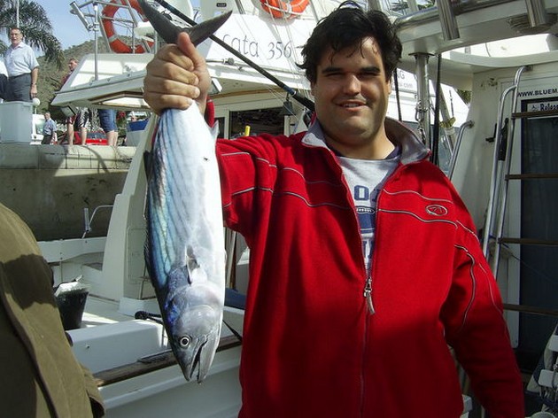 atlantic bonito Cavalier & Blue Marlin Sport Fishing Gran Canaria