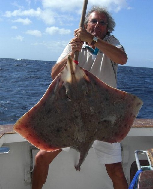 thornback ray Cavalier & Blue Marlin Sport Fishing Gran Canaria
