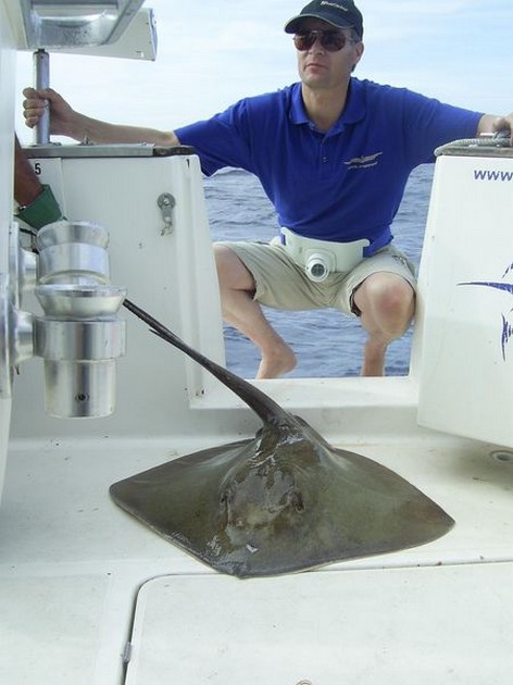 common stingray Cavalier & Blue Marlin Sport Fishing Gran Canaria