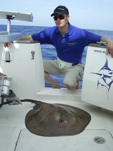 roughtail stingray Cavalier & Blue Marlin Sport Fishing Gran Canaria