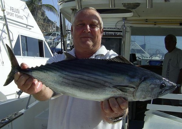 16/11 atlantic bonito Cavalier & Blue Marlin Sport Fishing Gran Canaria