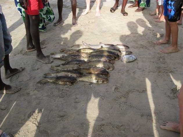 different species Cavalier & Blue Marlin Sport Fishing Gran Canaria