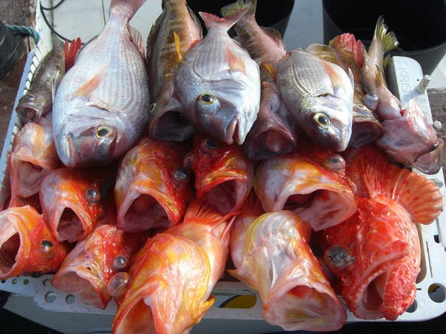 24 KNUTAR En stark vind från norr och en våghöjd - Cavalier & Blue Marlin Sport Fishing Gran Canaria