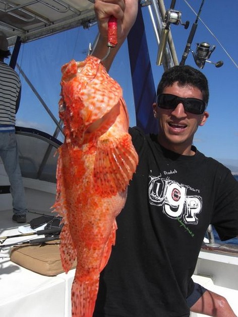 scorpion fish Cavalier & Blue Marlin Sport Fishing Gran Canaria