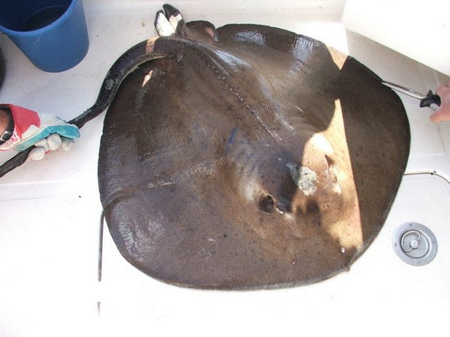 RÖDA SNAPPARE Fisket i morse var fantastiskt. De - Cavalier & Blue Marlin Sport Fishing Gran Canaria