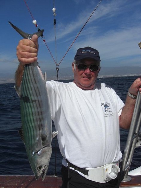atlantic bonito Cavalier & Blue Marlin Sport Fishing Gran Canaria