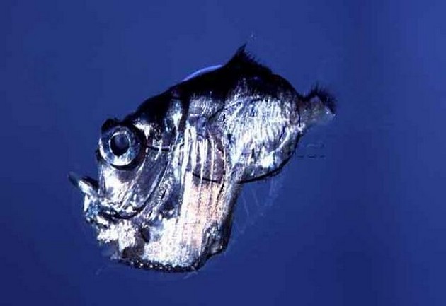 Pesce hatchet - Cavalier & Blue Marlin Sportfischen Gran Canaria