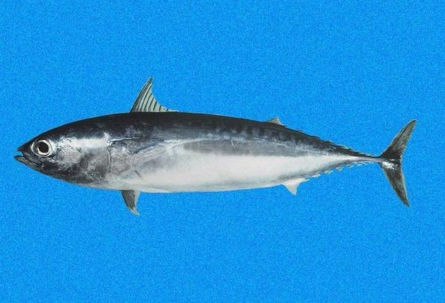 Tuna bullet - Cavalier & Blue Marlin Sportfischen Gran Canaria