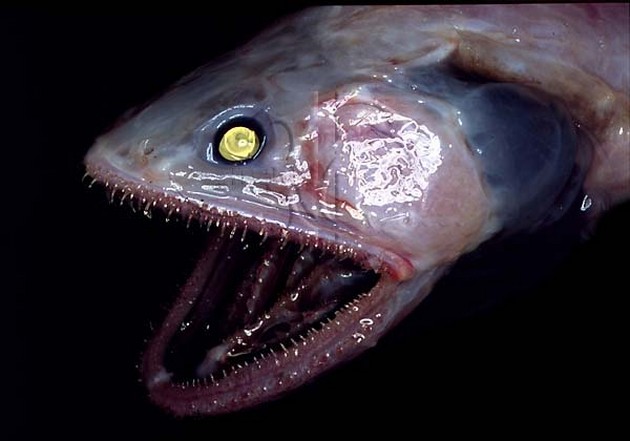 Lizardfish deepsea - Cavalier & Blue Marlin Sport Fishing Gran Canaria