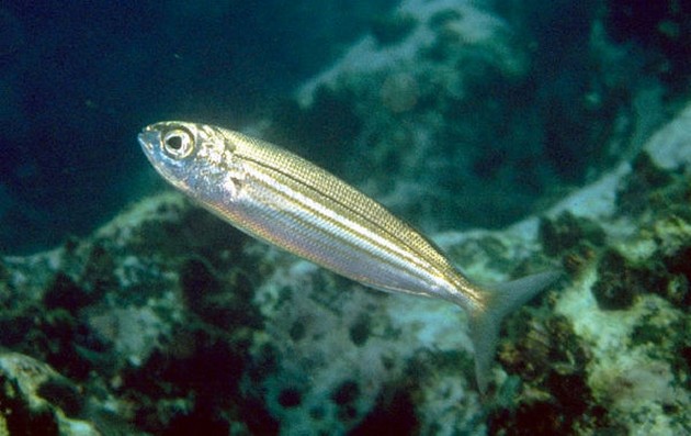 Oxögonfisk - Cavalier & Blue Marlin Sportfischen Gran Canaria