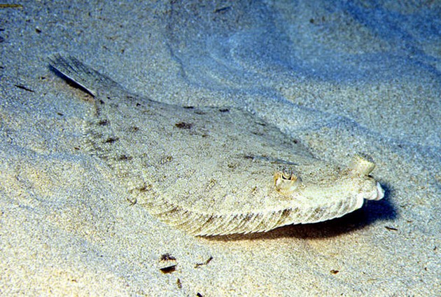 Flounder wide eyed - Cavalier & Blue Marlin Sportfischen Gran Canaria
