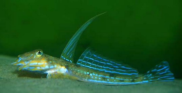 Gemeine Leierfisch - Cavalier & Blue Marlin Sportfischen Gran Canaria