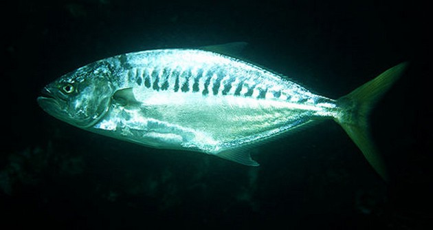 Taggmakrel - Hestemakrel Zitron - Cavalier & Blue Marlin Sportfischen Gran Canaria