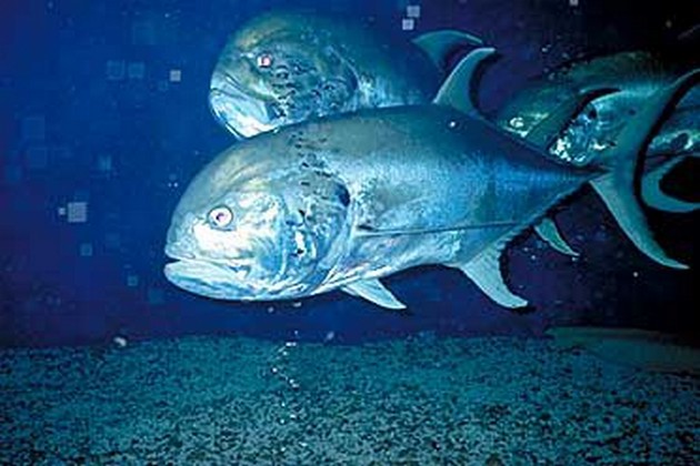 Atlantisk crevalle - Cavalier & Blue Marlin Sport Fishing Gran Canaria