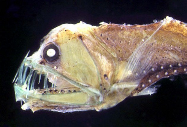 Sloans Viperfisch - Cavalier & Blue Marlin Sportfischen Gran Canaria