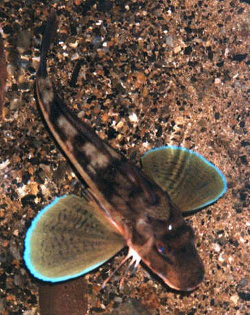 Szeltyi morskoi petukh - Cavalier & Blue Marlin Sportfischen Gran Canaria