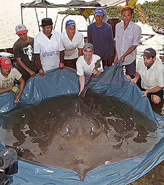 WORLDRECORD STINGRAY FÖRVARAD I THAILAND Ian Welch - Cavalier & Blue Marlin Sport Fishing Gran Canaria