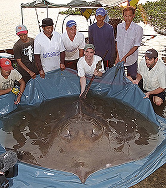WORLDRECORD STINGRAY CAUGHT IN THAILAND<br><br>Ian Welch - Cavalier & Blue Marlin Sport Fishing Gran Canaria