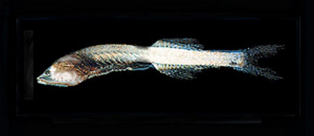 Pez luminoso - Cavalier & Blue Marlin Sportfischen Gran Canaria