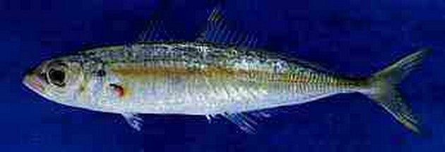Makrell - Cavalier & Blue Marlin Sportfischen Gran Canaria