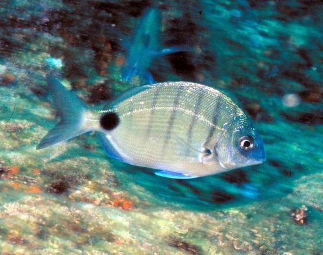 Seabream Moroccan white - Cavalier & Blue Marlin Sportfischen Gran Canaria