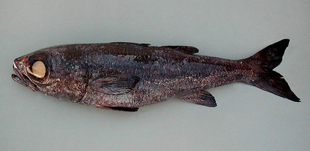 Olhudo besoiro - Cavalier & Blue Marlin Sportfischen Gran Canaria